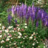 Caverley Grove Salvia and Erigeron