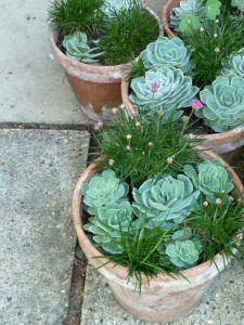 Echeveria Elegans